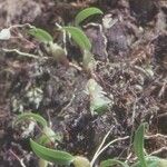 Bulbophyllum lingulatum Habit