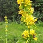 Gentiana luteaFlower