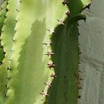 Euphorbia ingens List