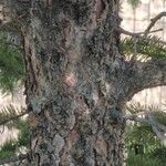 Picea sitchensis Écorce