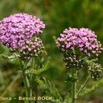 Achillea distans Otro