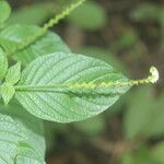 Heliotropium angiospermum Blad