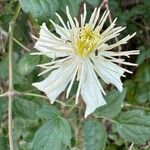 Clematis pauciflora പുഷ്പം