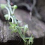 Rhipidoglossum longicalcar Flor