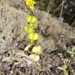 Biscutella auriculata Vili