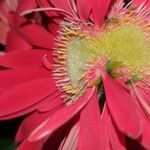 Gerbera viridifolia Flower