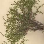 Paronychia suffruticosa Hábito