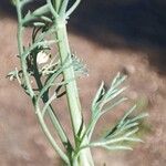 Platycapnos spicata Leaf