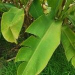 Heliconia latispatha Hoja