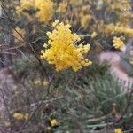 Acacia boormanii Flower