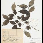 Strychnos mattogrossensis Fuelha
