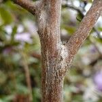 Rhododendron hippophaeoides Corteccia