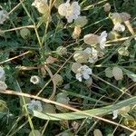 Silene uniflora Hábitos