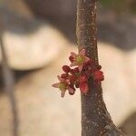 Spondias purpurea Flor