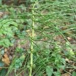 Equisetum telmateiaFrunză