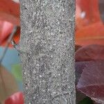 Photinia serrulata Casca