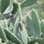 Opuntia littoralis Lapas