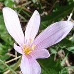 Colchicum alpinum Blüte