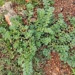 Coldenia procumbens Feuille