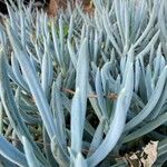 Dudleya densiflora Φύλλο