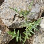 Galactites duriaei Libunga