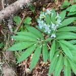 Cardamine heptaphylla പുഷ്പം