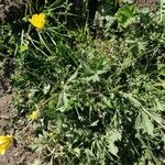 Ranunculus grandiflorusFlower