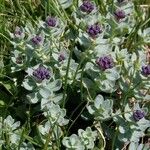 Rhodiola integrifolia Habitus