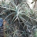 Tillandsia albida Leaf