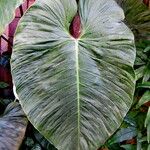 Philodendron ornatum Folha