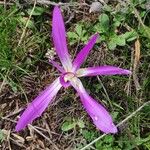 Colchicum montanumFloare