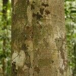 Bonafousia macrocalyx Bark
