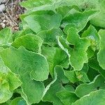 Campanula alliariifolia Leaf