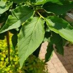 Syringa pubescens Blad