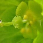 Euphorbia dulcis Kvet