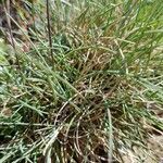 Festuca pallens Hoja