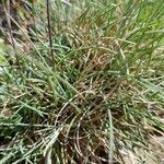 Festuca pallens Blad