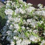 Exochorda racemosa Hábito