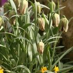 Fritillaria hermonis Flor