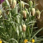 Fritillaria hermonis Blüte