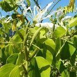 Bauhinia forficata Owoc