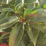 Ardisia crenata برگ