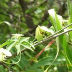 Dalechampia scandens Hoja