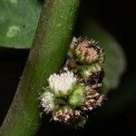 Struchium sparganophorum Fruit