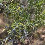 Phillyrea angustifolia Fruit