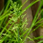Poa pratensis Bleunienn