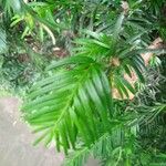 Taxus baccata Leaf