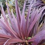 Cordyline australis Folha