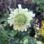 Cephalaria gigantea 花