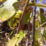 Solidago bicolor Bark
